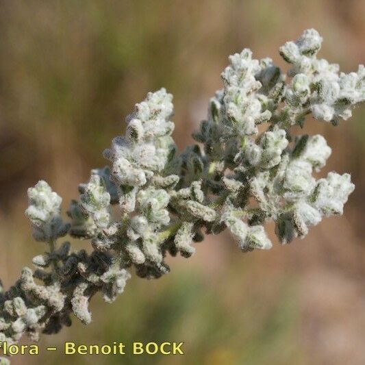 Teucrium charidemi Fruto