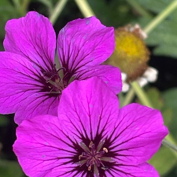 Geranium psilostemon Flower