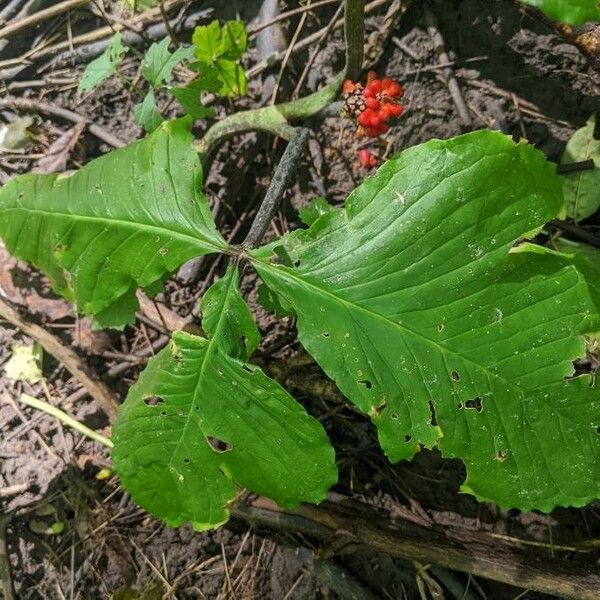 Arisaema triphyllum Liść