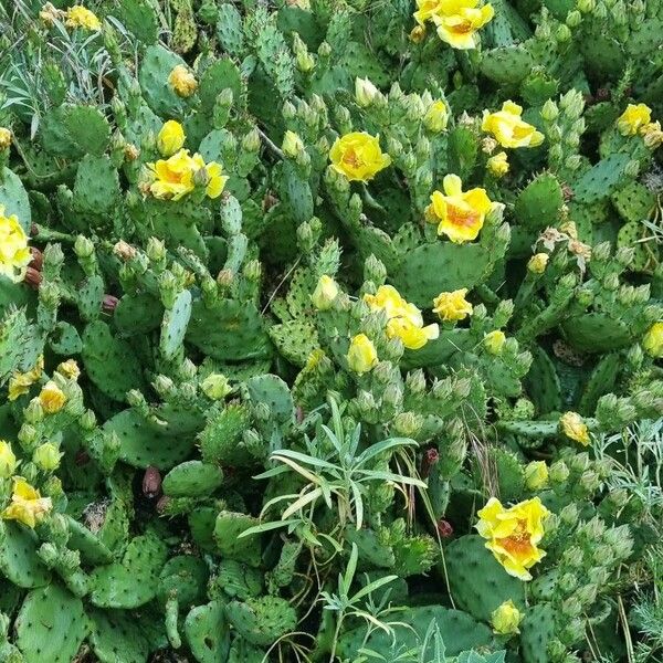 Opuntia humifusa Hábito