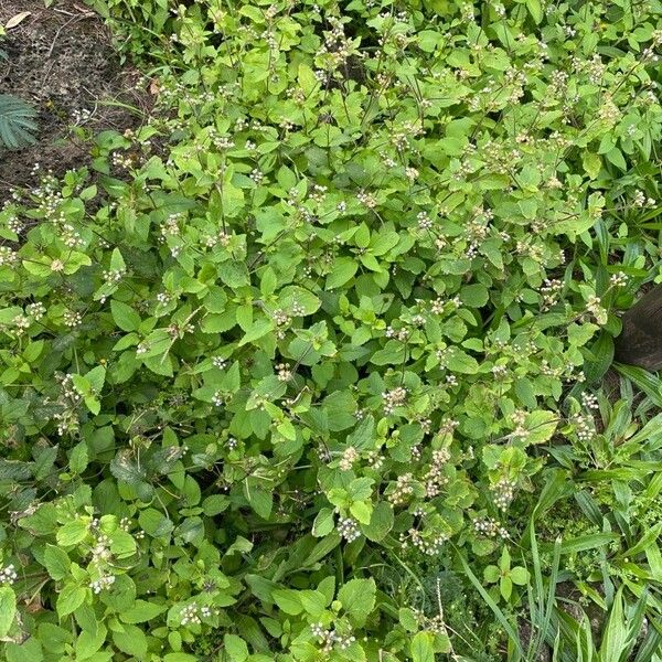 Ageratum conyzoides Leaf