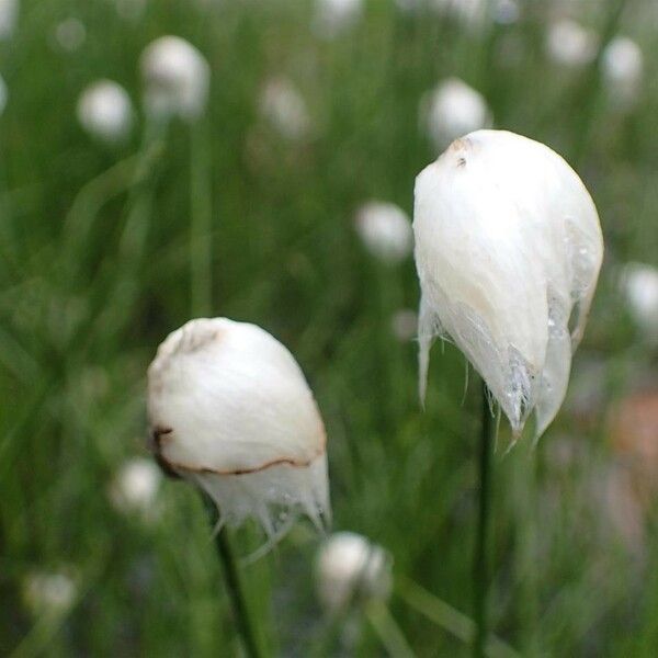 Eriophorum scheuchzeri Flower