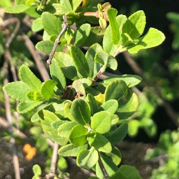 Salvia × jamensis Blad