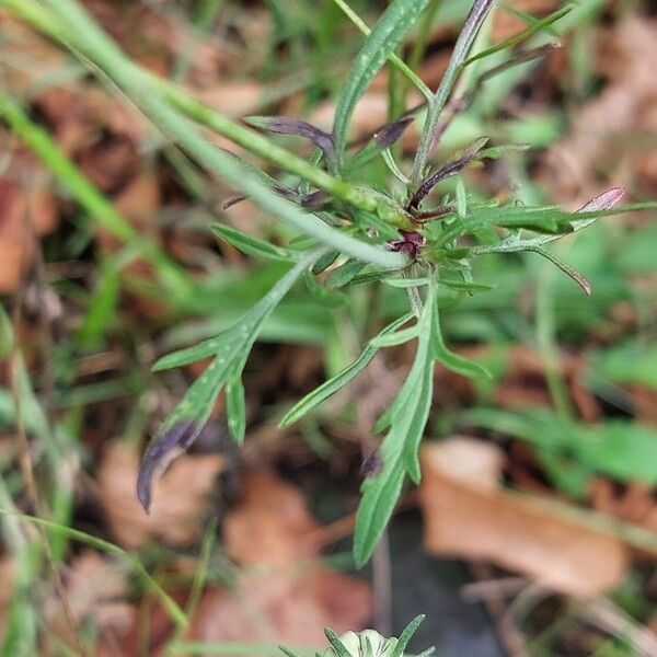 Scabiosa triandra Foglia