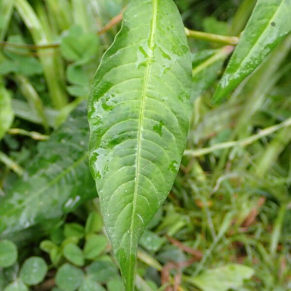 Persicaria maculosa Leaf