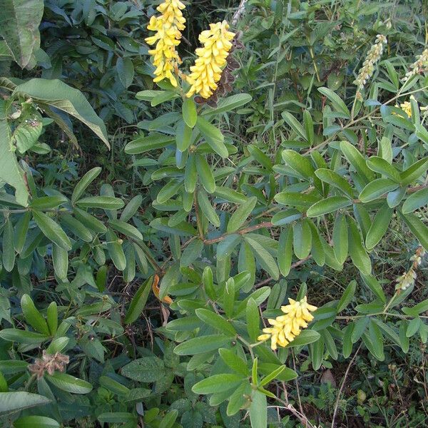 Eriosema psoraleoides Агульны выгляд