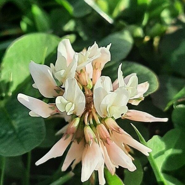 Trifolium repens Blomst
