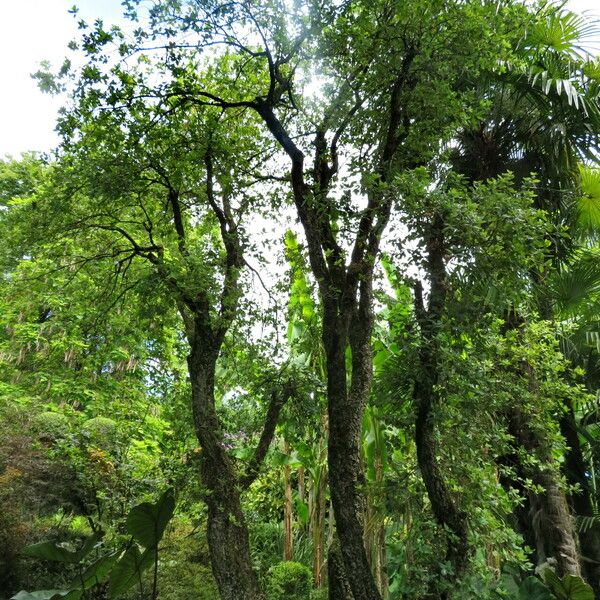 Quercus suber Hábito