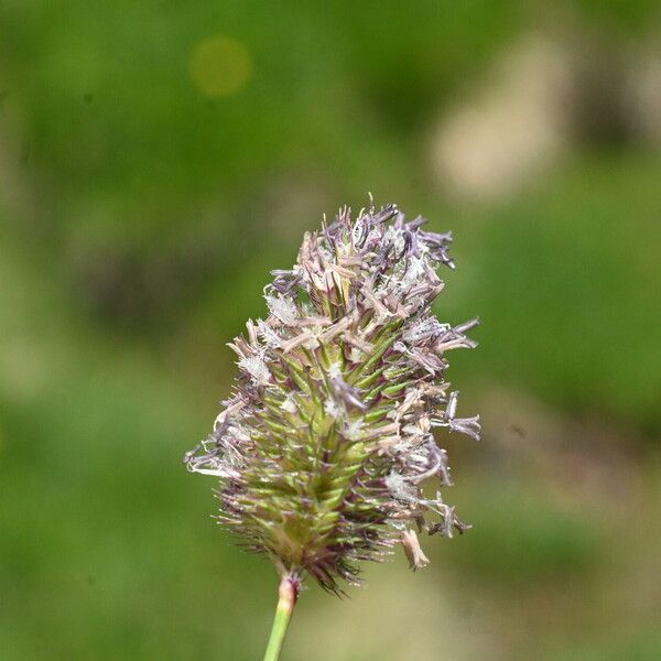 Phleum alpinum Floro