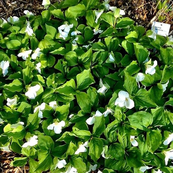 Trillium grandiflorum Vivejo