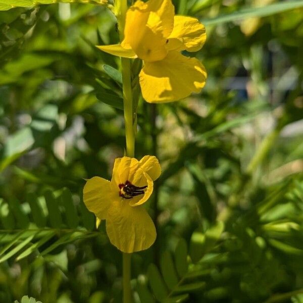 Chamaecrista fasciculata Kvet