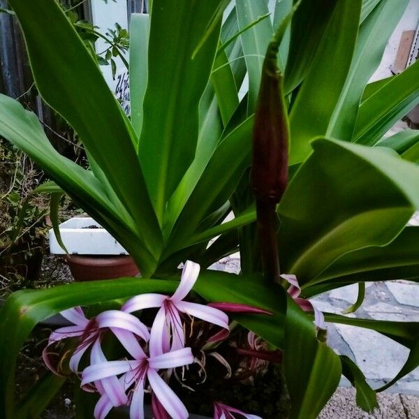 Crinum asiaticum Flower