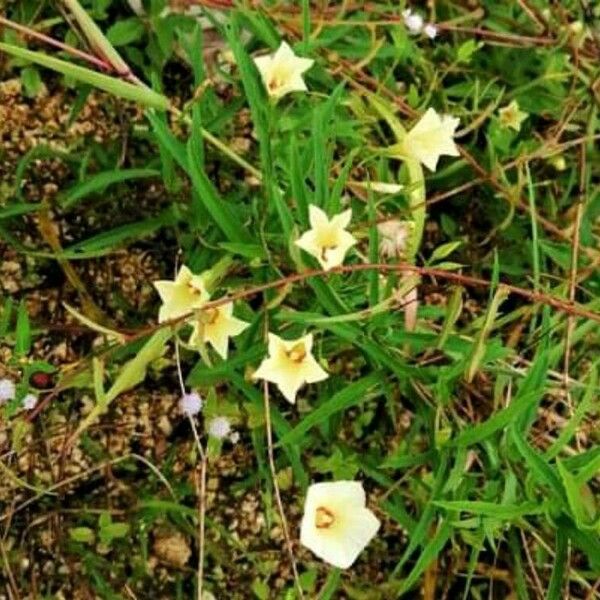 Xenostegia tridentata Flors