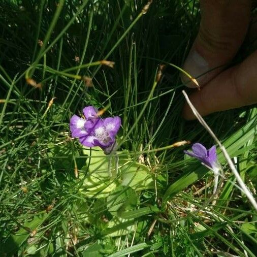 Pinguicula vulgaris 花