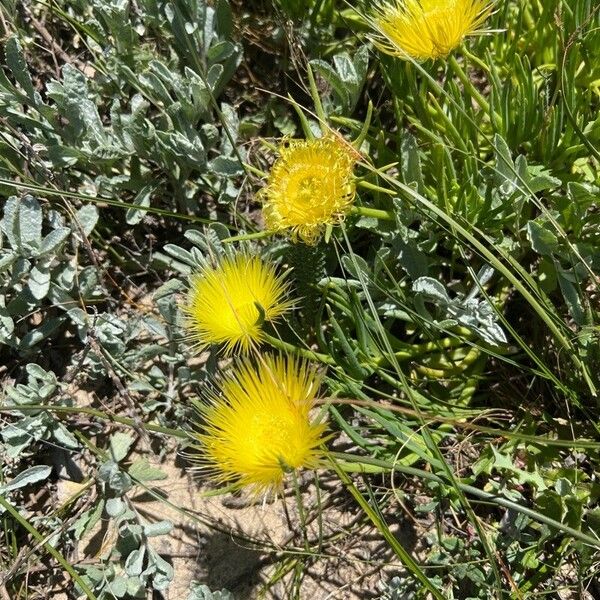 Centaurea eriophora Blüte