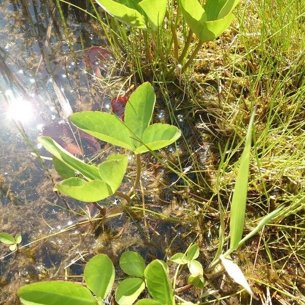 Menyanthes trifoliata Habit
