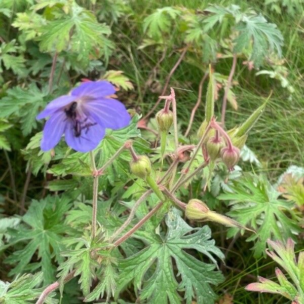 Geranium pratense Květ