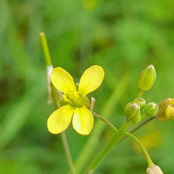 Brassica tournefortii Floro