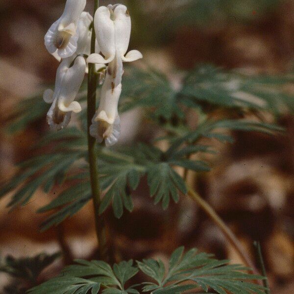 Dicentra canadensis Blomst