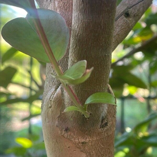 Lagerstroemia indica Bark