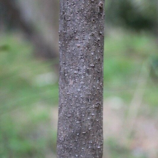 Olea lancea Casca