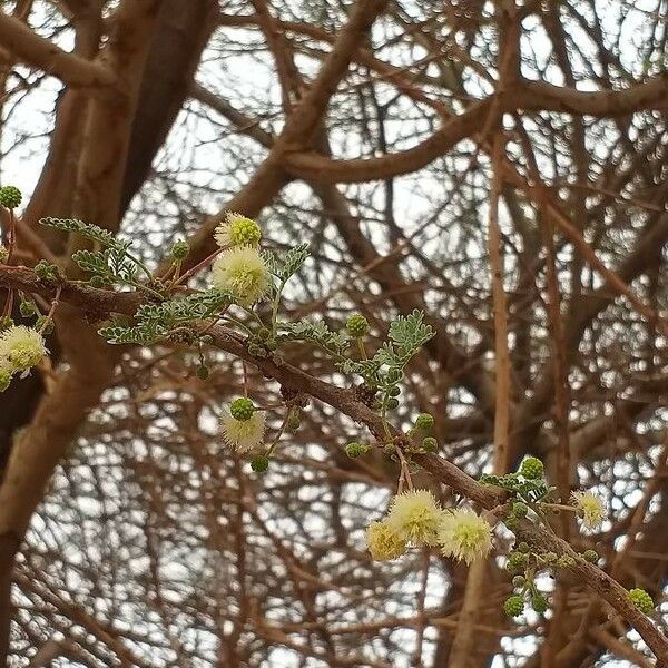 Acacia tortilis Flower