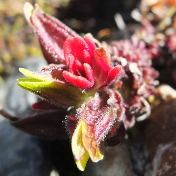 Castilleja pumila Žiedas