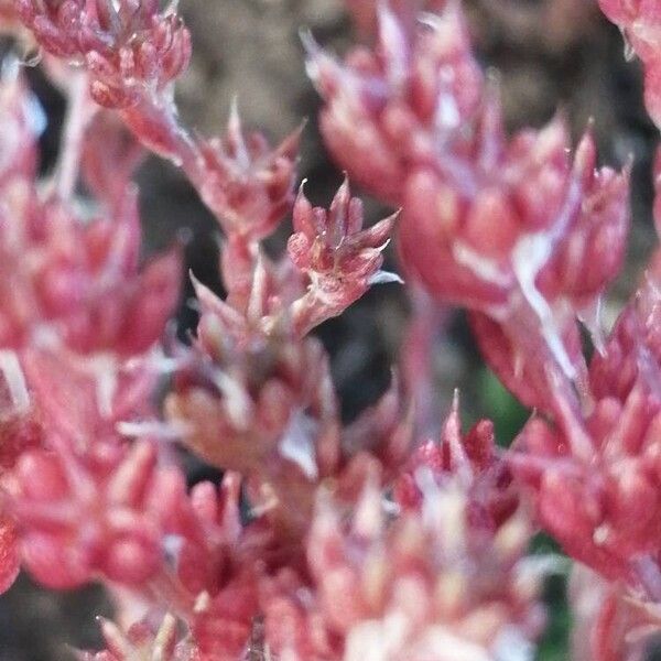 Sedum annuum Плід