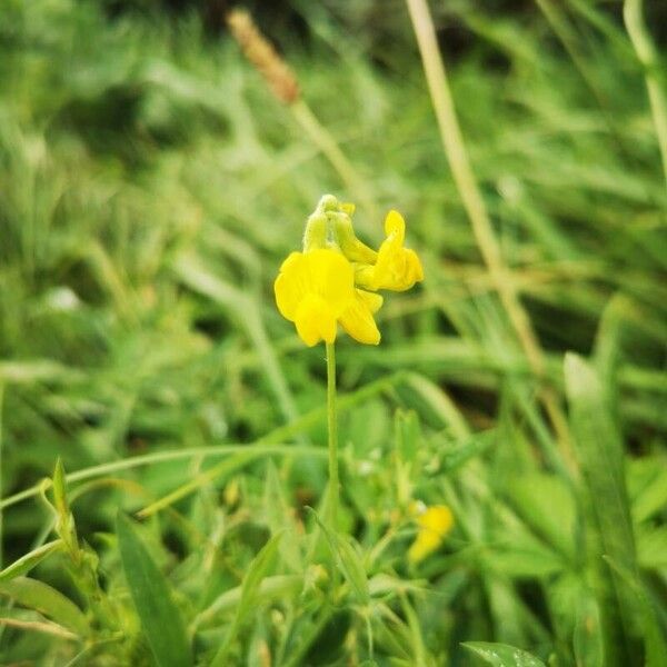 Lathyrus pratensis 花