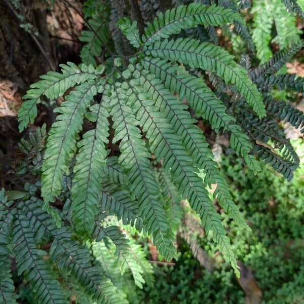 Adiantum hispidulum Leaf