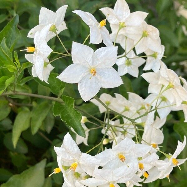 Solanum laxum Цвят