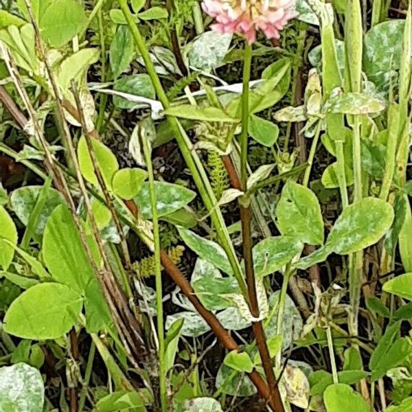 Trifolium hybridum Хабит