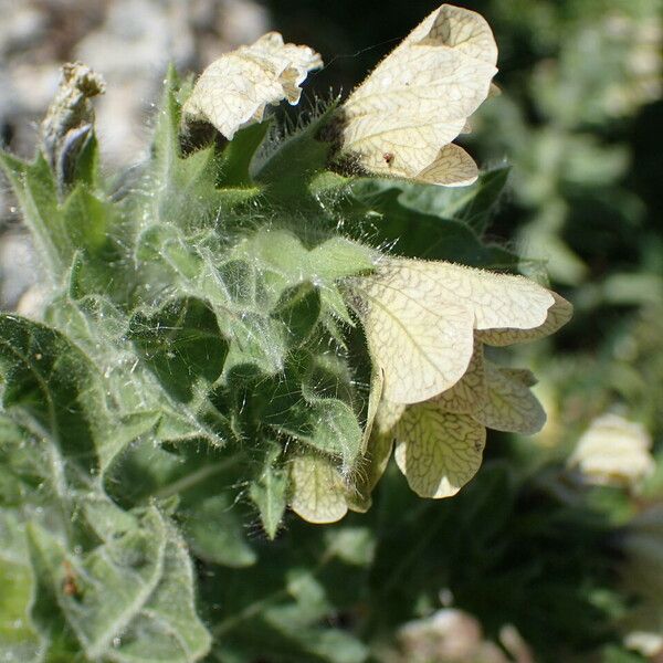 Hyoscyamus niger 其他