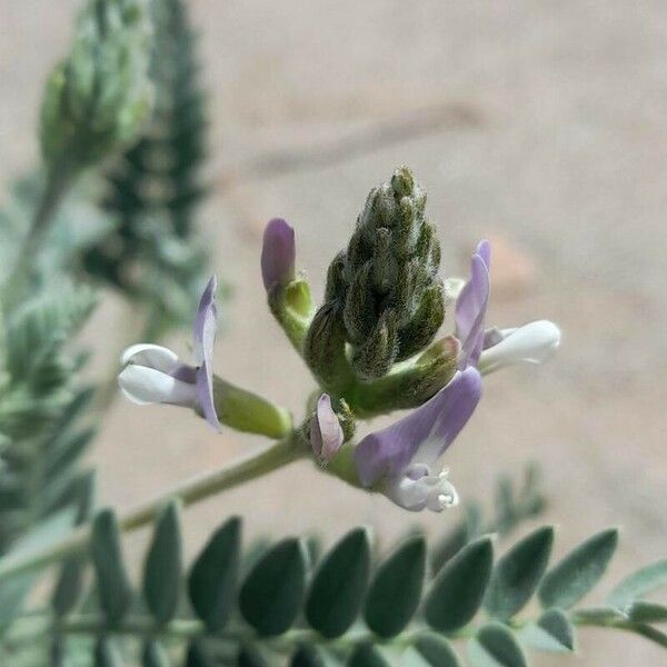 Astragalus garbancillo Kvet