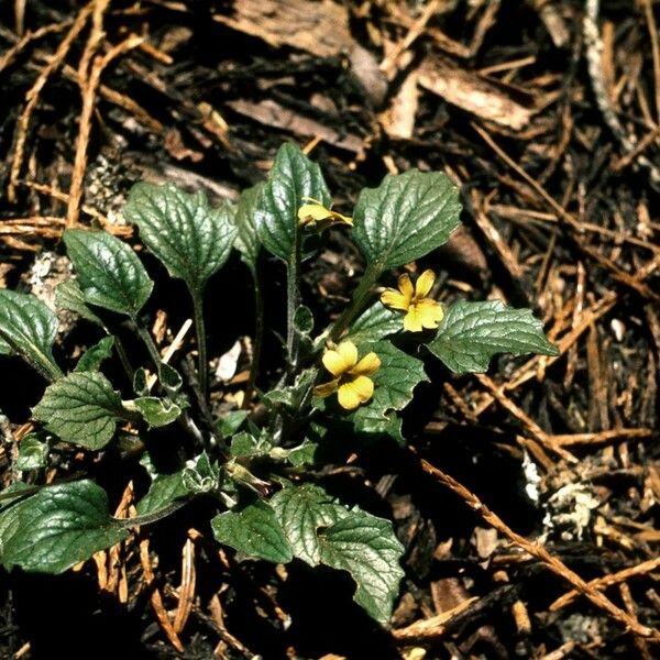 Viola purpurea Habit