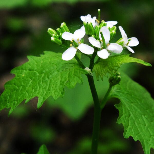 Alliaria petiolata ফুল