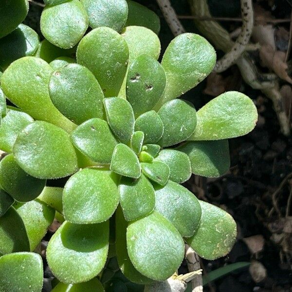 Aeonium lindleyi Leaf