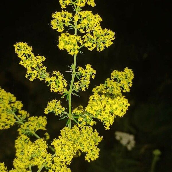 Galium verum പുഷ്പം