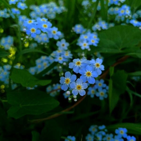 Myosotis scorpioides പുഷ്പം