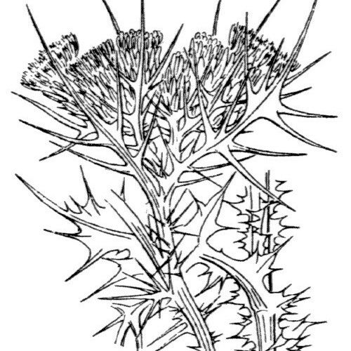 Carduus cephalanthus Annet