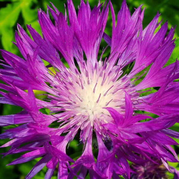 Psephellus dealbatus Flower