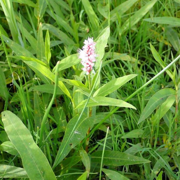 Persicaria amphibia Hábitos