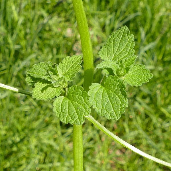 Lamium purpureum 叶