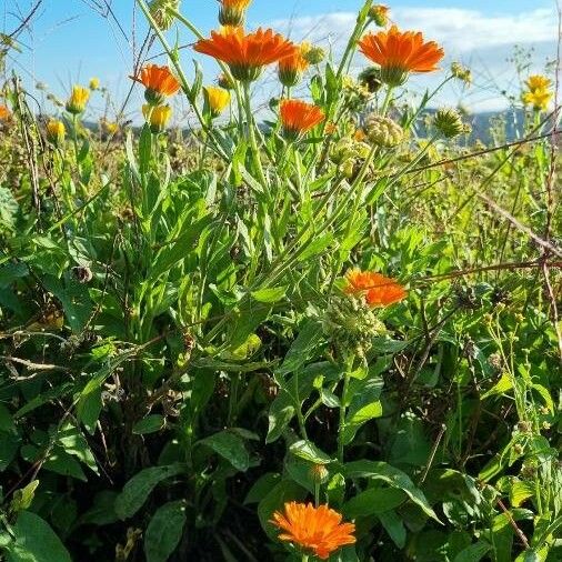 Calendula officinalis Vivejo