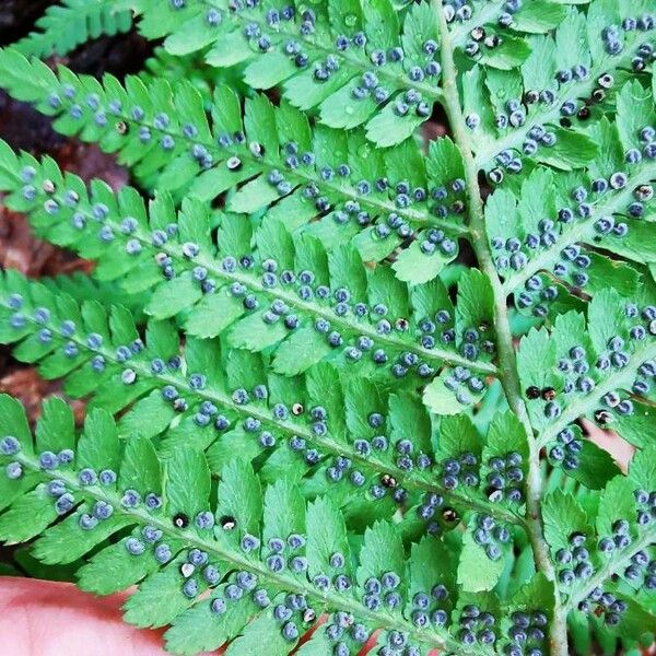 Dryopteris marginalis Плід