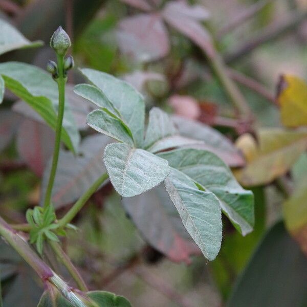 Ipomoea cairica 叶