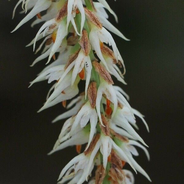 Bulbophyllum josephi Кветка
