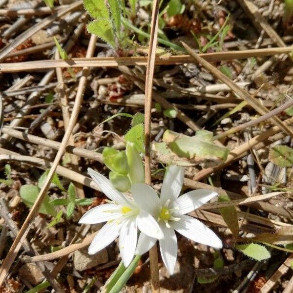 Ornithogalum broteroi Flower