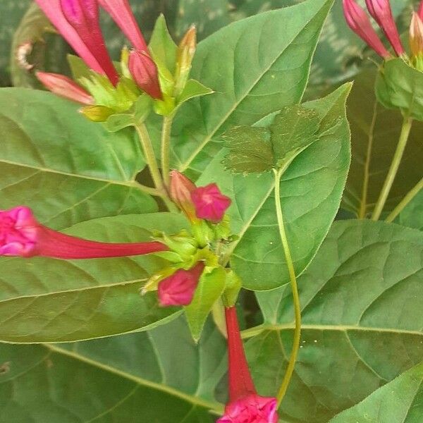 Mirabilis jalapa Blodyn