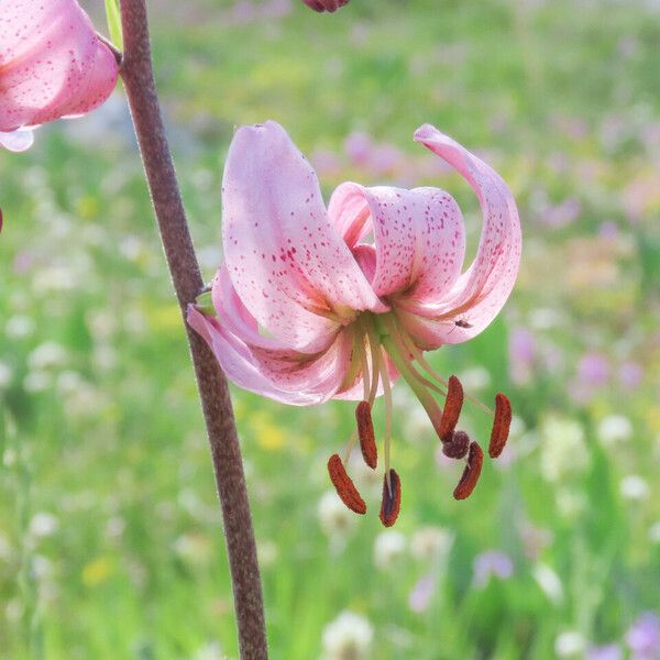 Lilium martagon Bloem